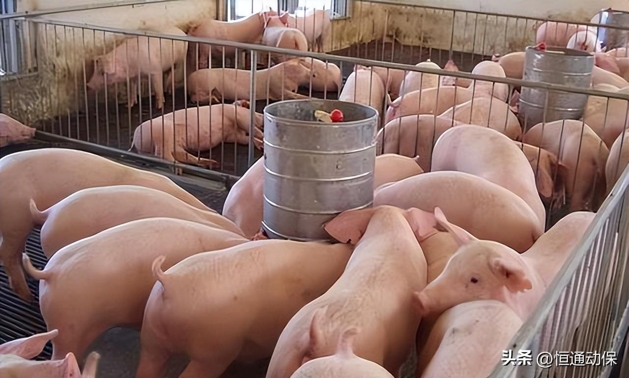母猪空怀期的饲养管理要点有哪些你都知道吗？
